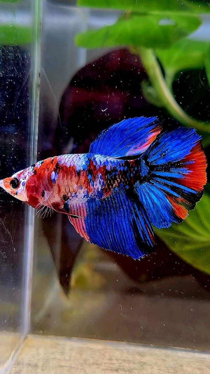 FEMALE HALFMOON GALAXY BLUE MULTICOLOR BETTA FISH