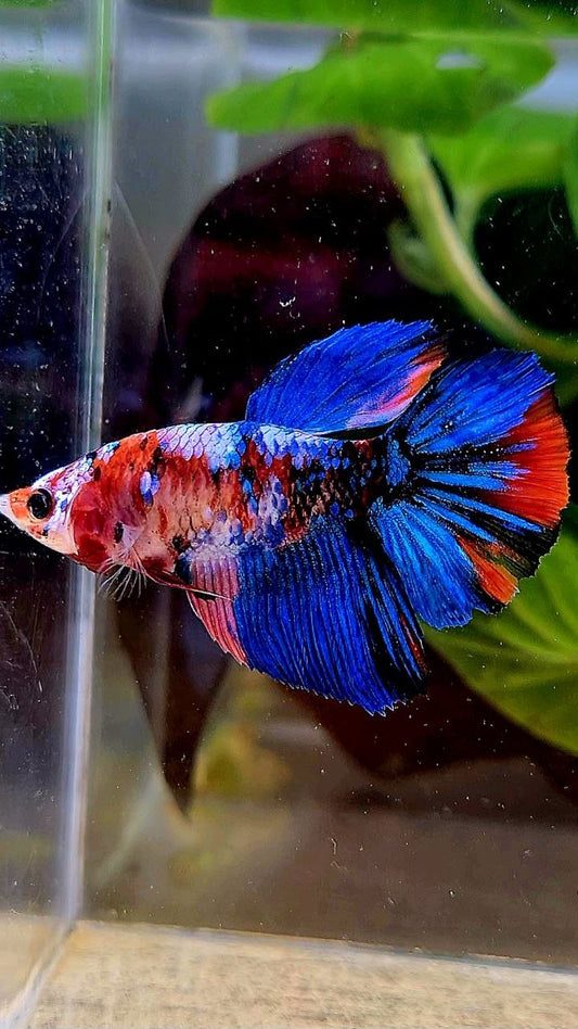 FEMALE HALFMOON GALAXY BLUE MULTICOLOR BETTA FISH