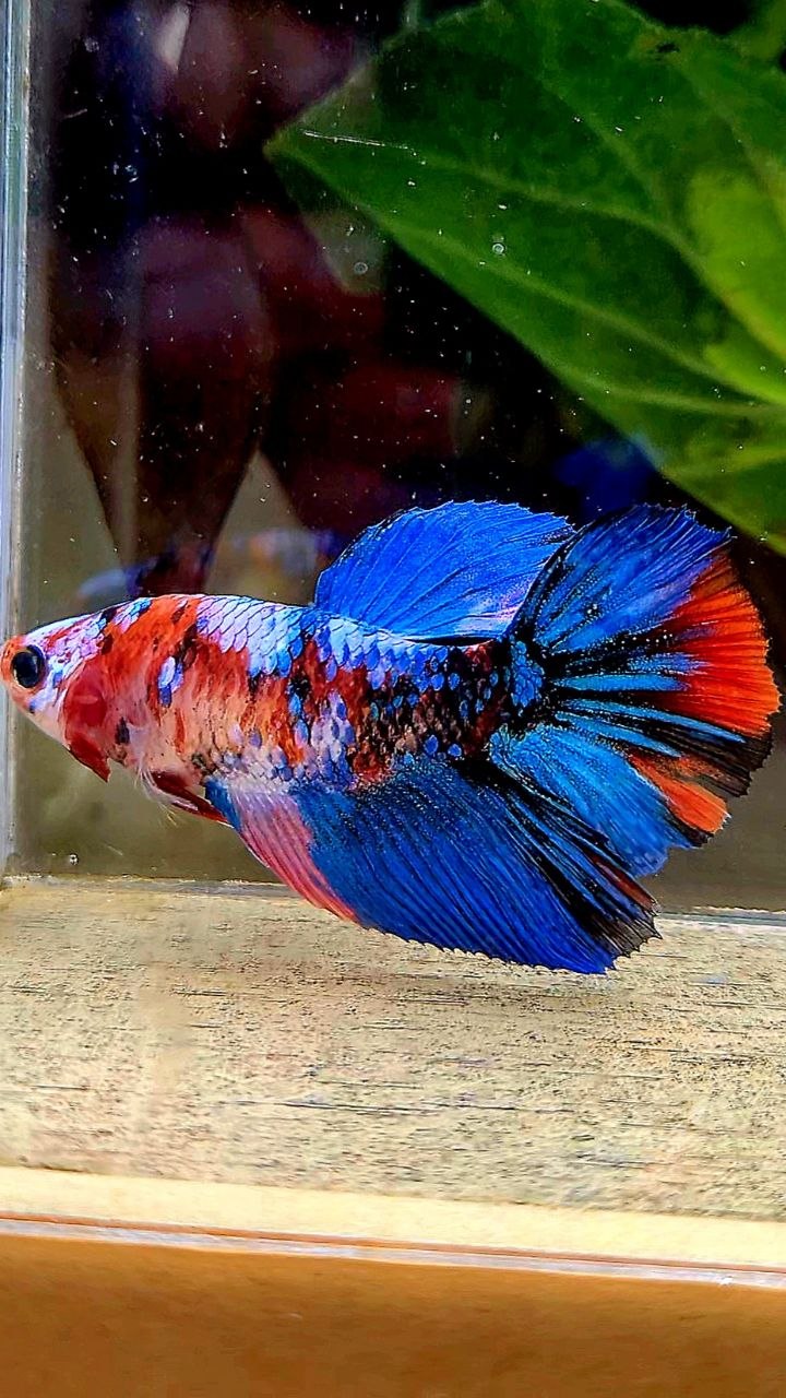 FEMALE HALFMOON GALAXY BLUE MULTICOLOR BETTA FISH