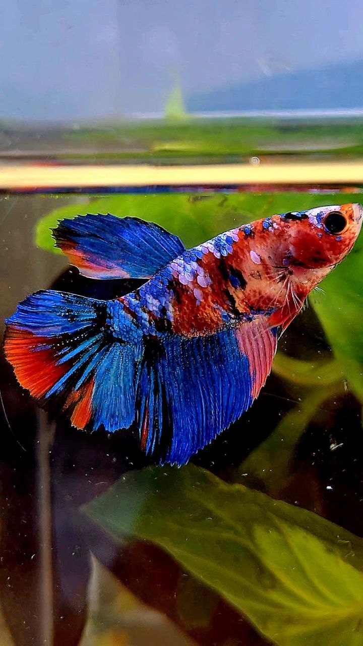 FEMALE HALFMOON GALAXY BLUE MULTICOLOR BETTA FISH