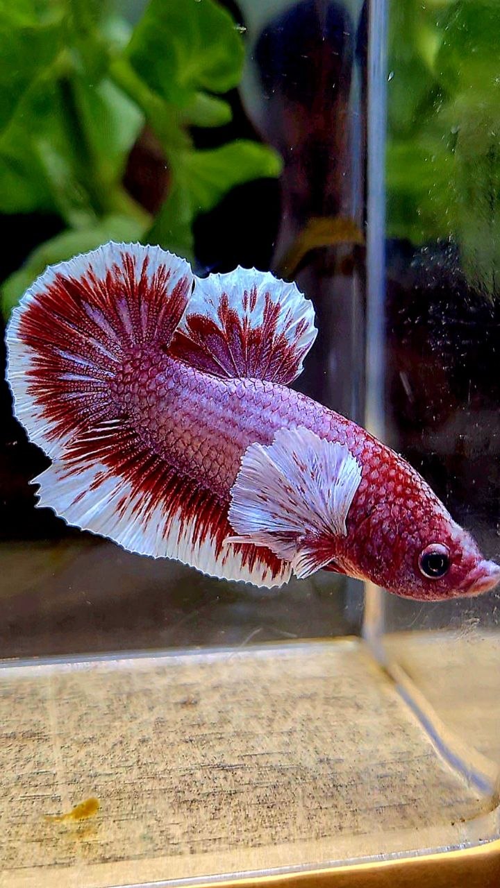 PLAKAT BIG EAR RED LAVENDER BETTA FISH