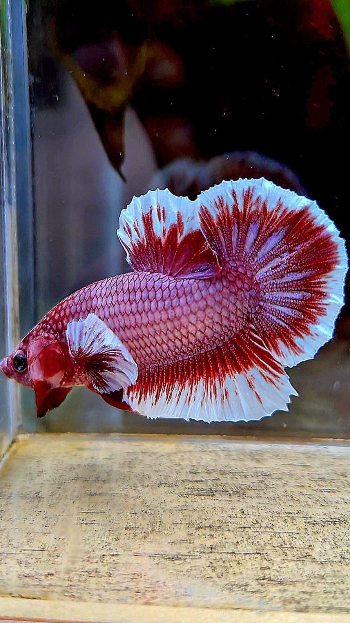 PLAKAT BIG EAR RED LAVENDER BETTA FISH