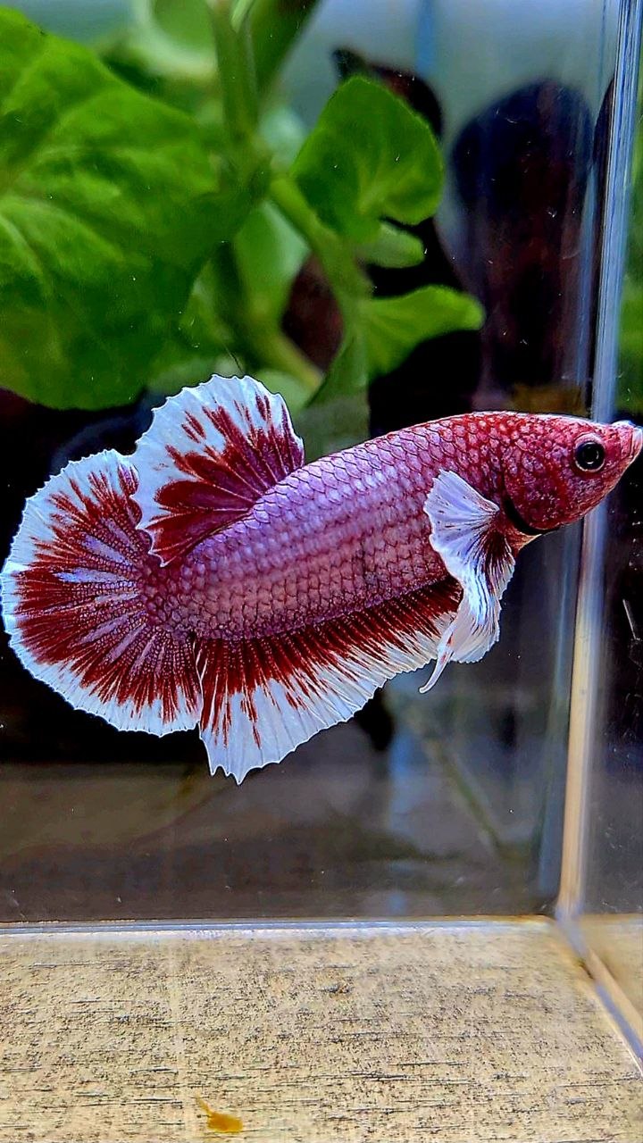 PLAKAT BIG EAR RED LAVENDER BETTA FISH