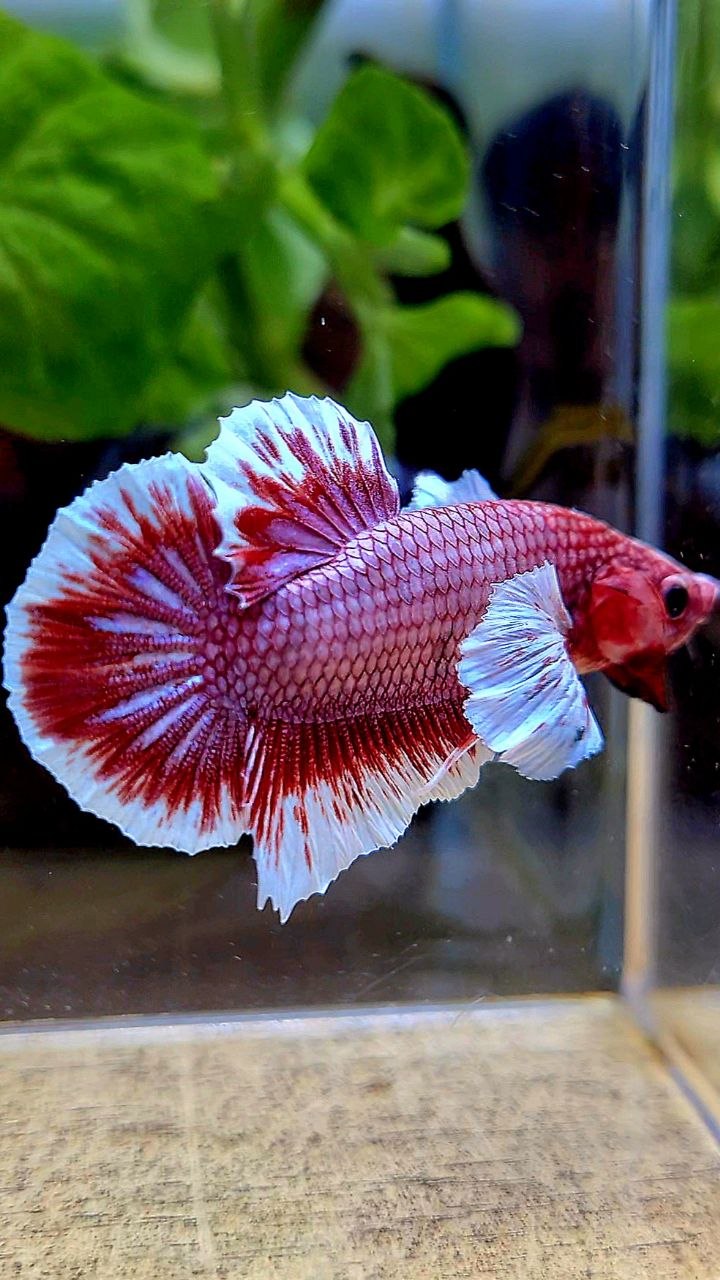 PLAKAT BIG EAR RED LAVENDER BETTA FISH