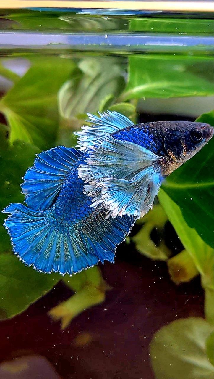 LUXURY FEMALE HMPK SUPER DUMBO COLORED EAR GREEN TURQUOISE BETTA FISH