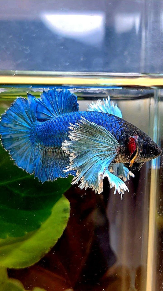 LUXURY FEMALE HMPK SUPER DUMBO COLORED EAR GREEN TURQUOISE BETTA FISH