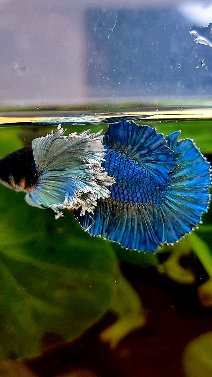 LUXURY FEMALE HMPK SUPER DUMBO COLORED EAR GREEN TURQUOISE BETTA FISH
