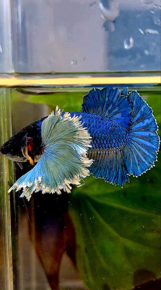 LUXURY FEMALE HMPK SUPER DUMBO COLORED EAR GREEN TURQUOISE BETTA FISH