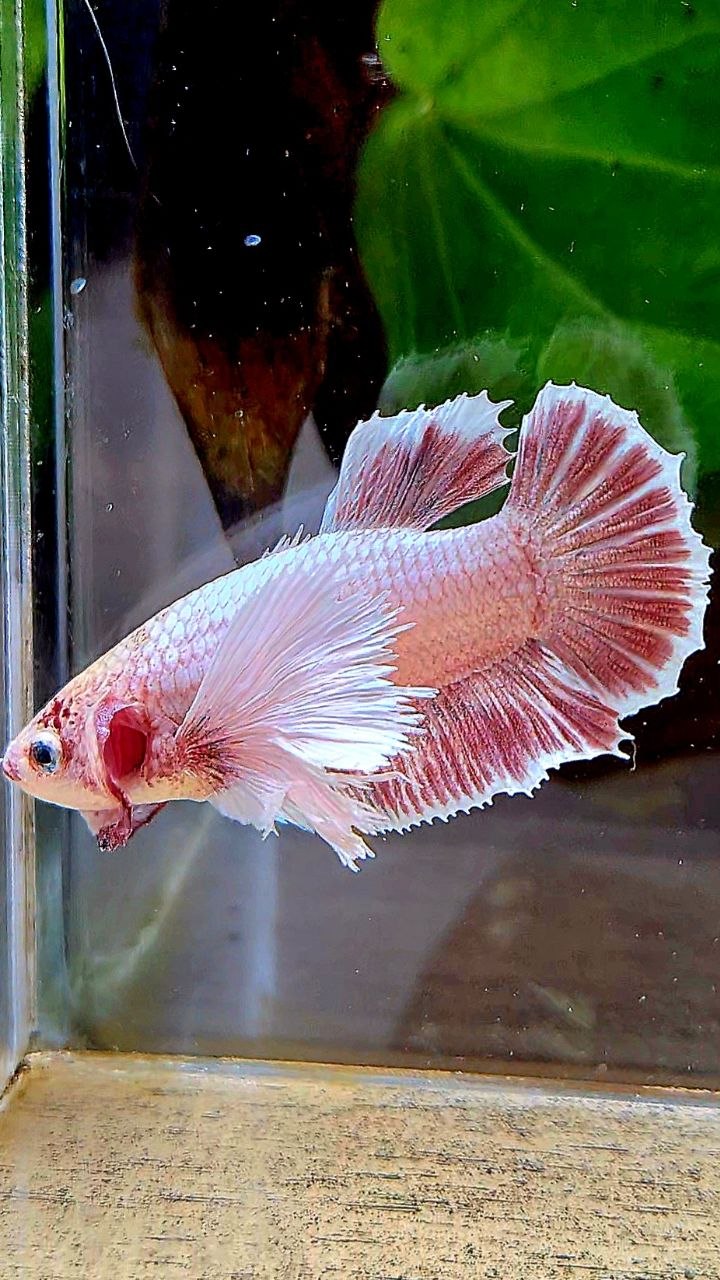 FEMALE PLAKAT SUPER DUMBO EAR LAVENDER BETTA FISH