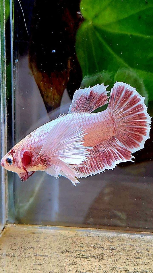 FEMALE PLAKAT SUPER DUMBO EAR LAVENDER BETTA FISH
