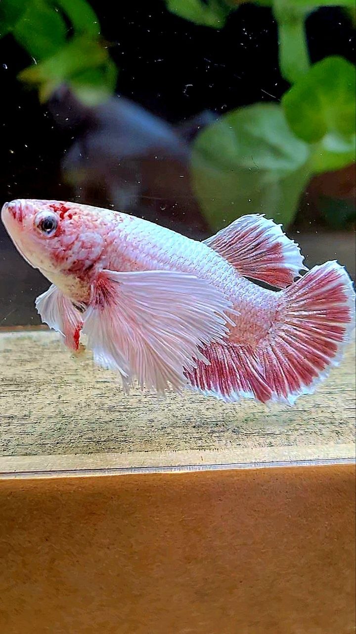 FEMALE PLAKAT SUPER DUMBO EAR LAVENDER BETTA FISH