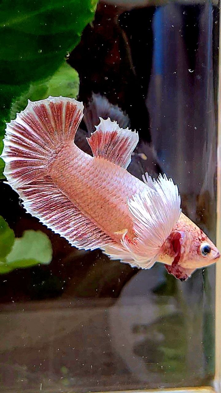 FEMALE PLAKAT SUPER DUMBO EAR LAVENDER BETTA FISH