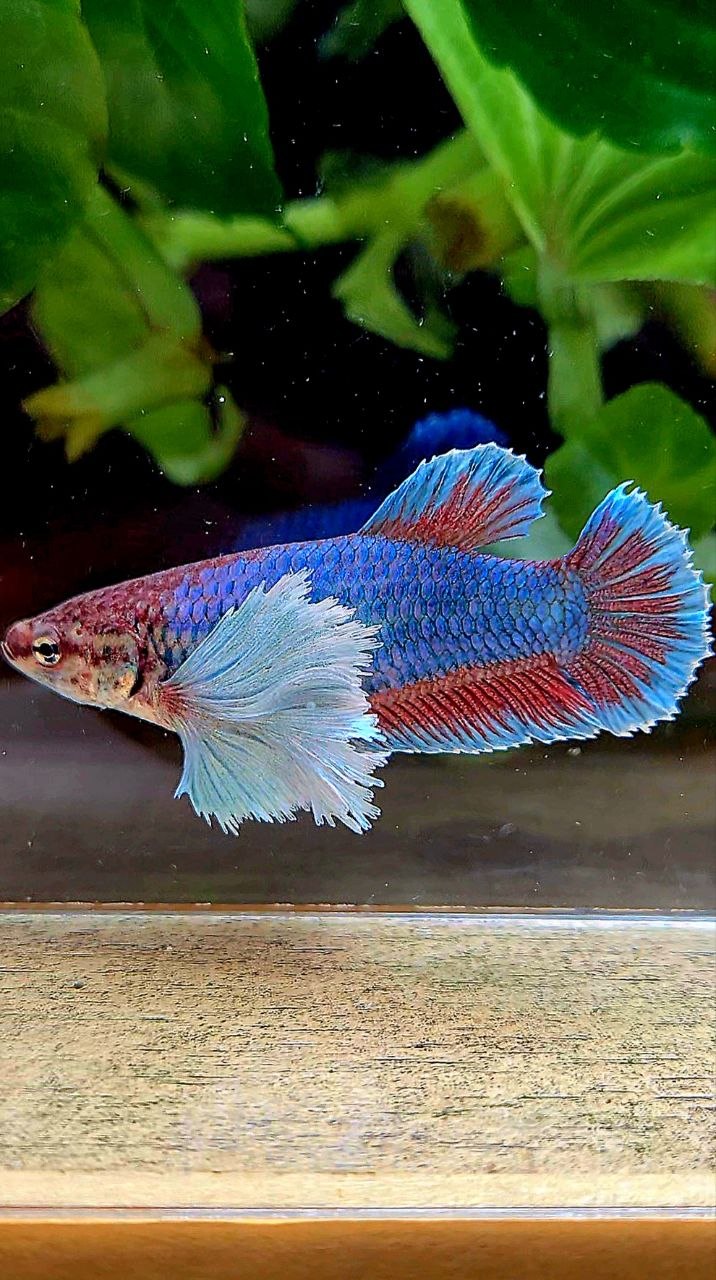 FEMALE PLAKAT SUPER DUMBO EAR GREEN BETTA FISH