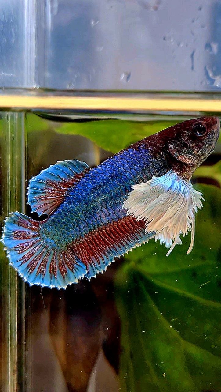 FEMALE PLAKAT SUPER DUMBO EAR GREEN BETTA FISH