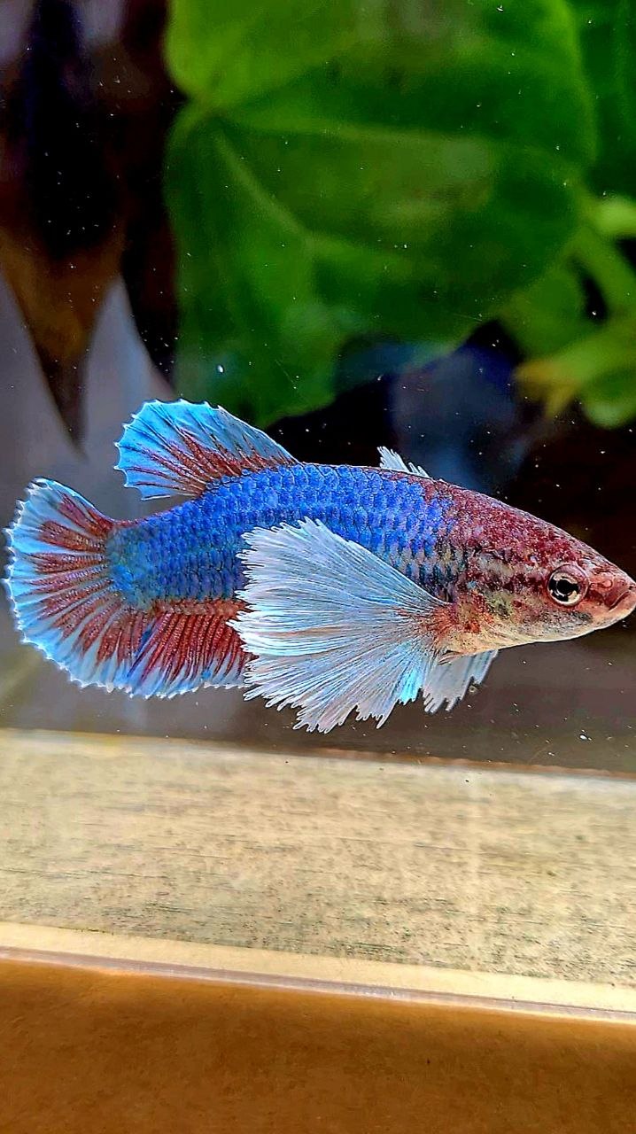 FEMALE PLAKAT SUPER DUMBO EAR GREEN BETTA FISH