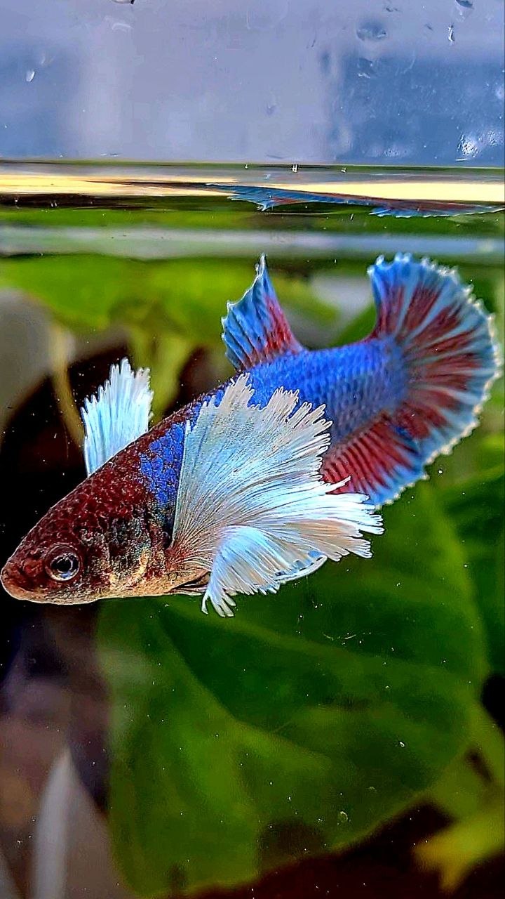 FEMALE PLAKAT SUPER DUMBO EAR GREEN BETTA FISH