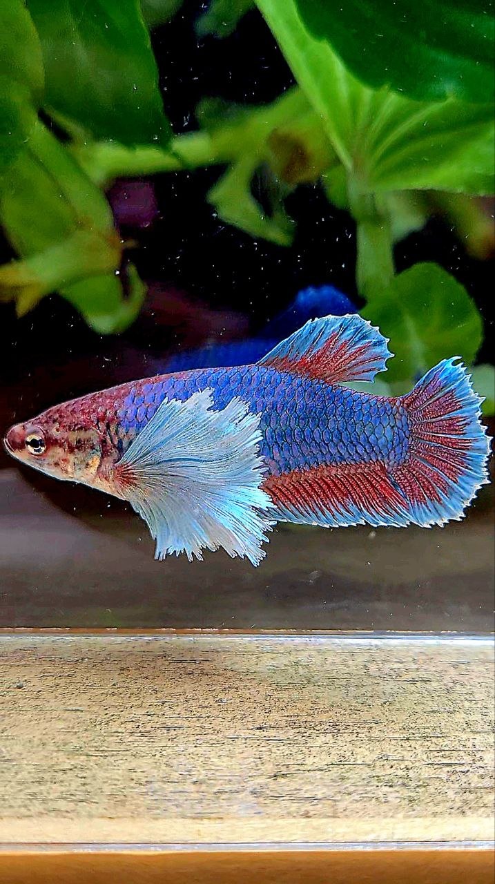 FEMALE PLAKAT SUPER DUMBO EAR GREEN BETTA FISH