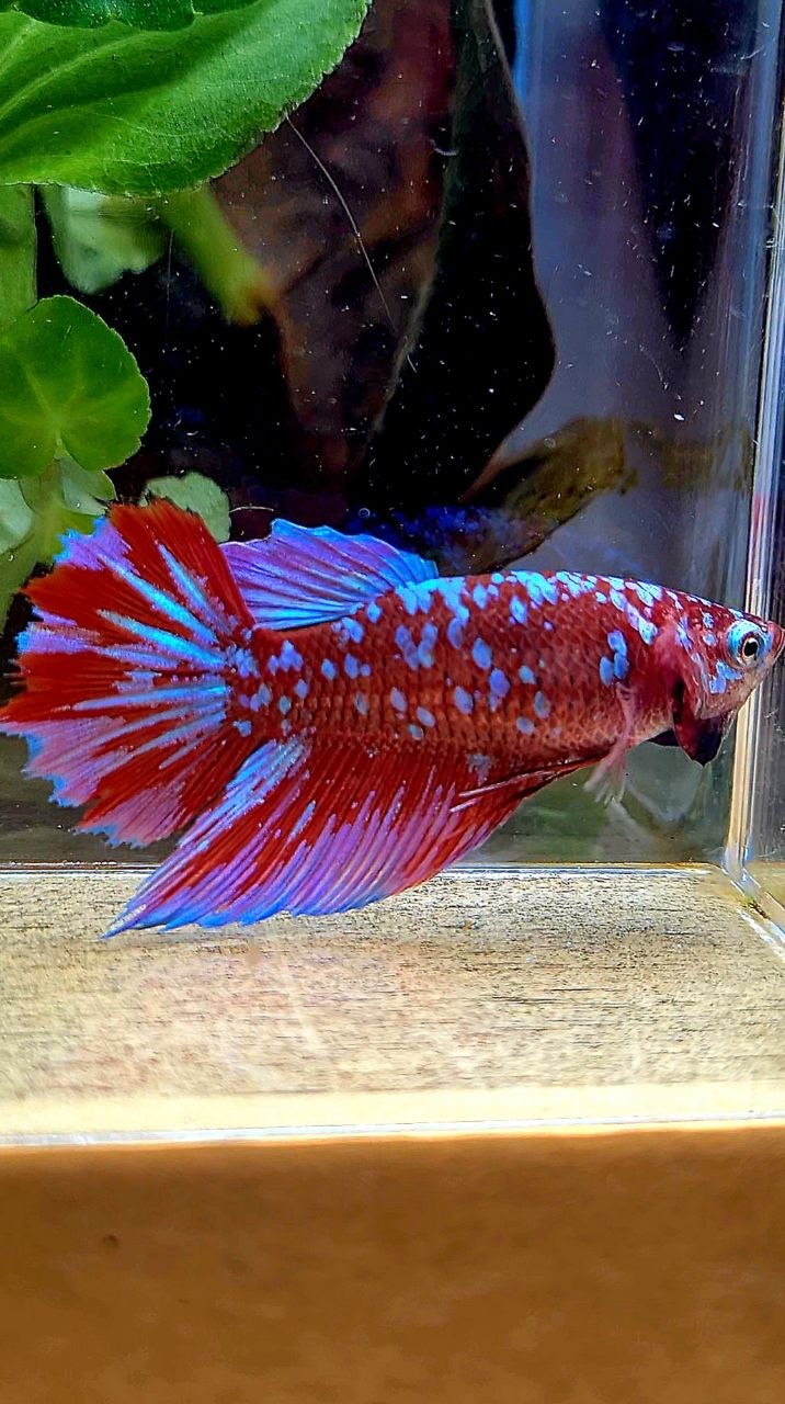 FEMALE HALFMOON RED PURPLE SUPER GALAXY RPG BETTA FISH