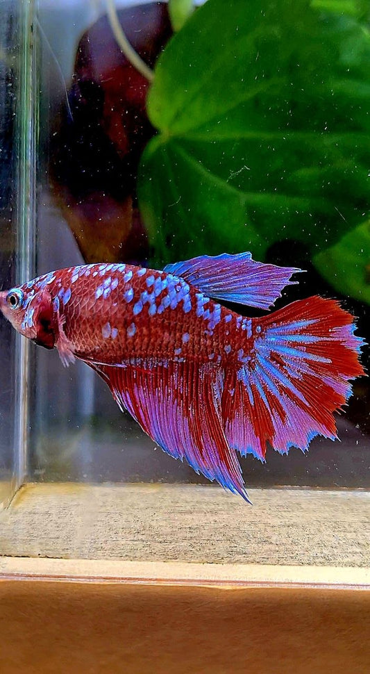 FEMALE HALFMOON RED PURPLE SUPER GALAXY RPG BETTA FISH
