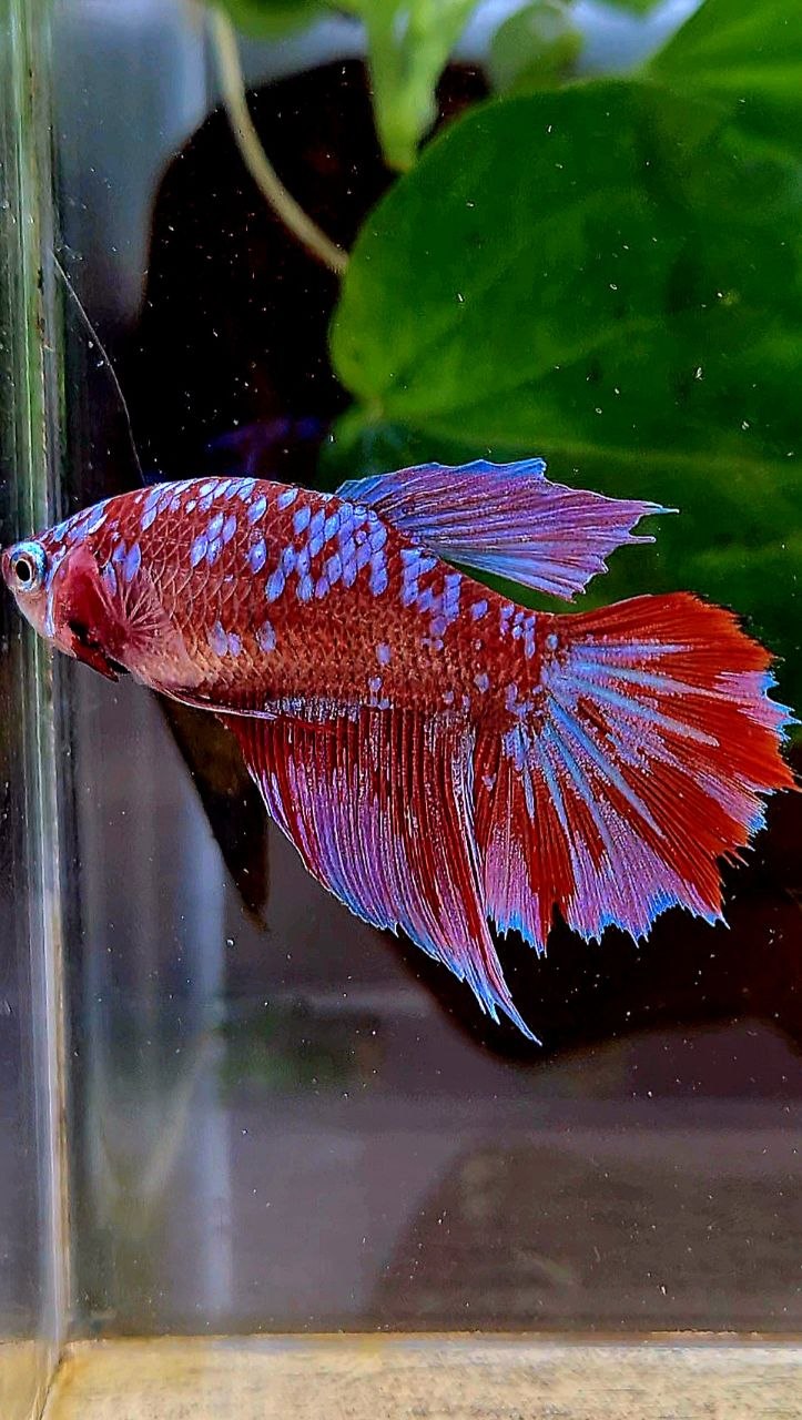 FEMALE HALFMOON RED PURPLE SUPER GALAXY RPG BETTA FISH