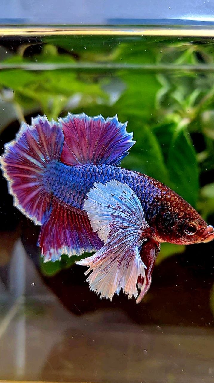 PLAKAT SUPER DUMBO EAR PURPLE BETTA FISH