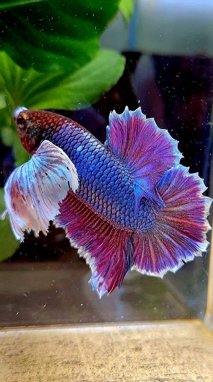 PLAKAT SUPER DUMBO EAR PURPLE BETTA FISH