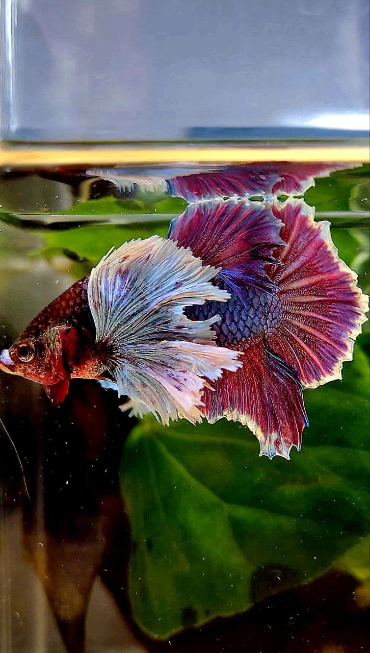 PLAKAT SUPER DUMBO EAR PURPLE BETTA FISH