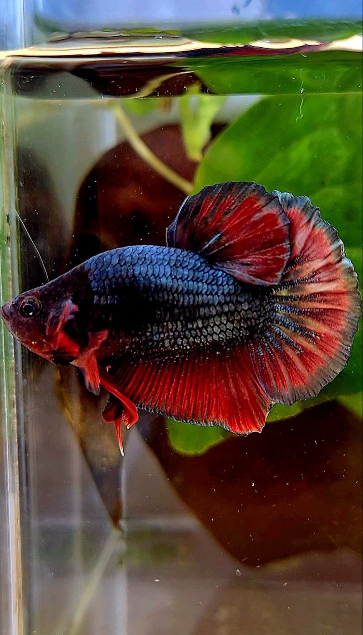 BONSAI PLAKAT COPPER RED FANCY ARMY BETTA FISH
