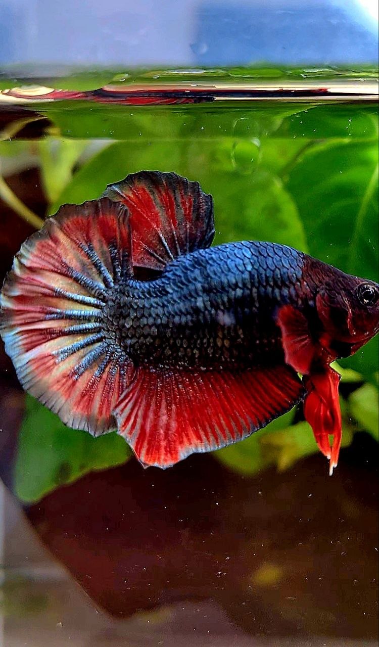BONSAI PLAKAT COPPER RED FANCY ARMY BETTA FISH