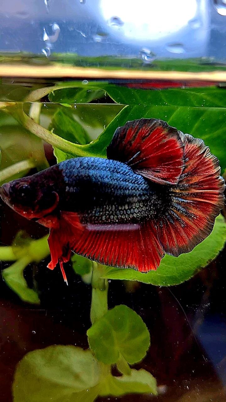 BONSAI PLAKAT COPPER RED FANCY ARMY BETTA FISH