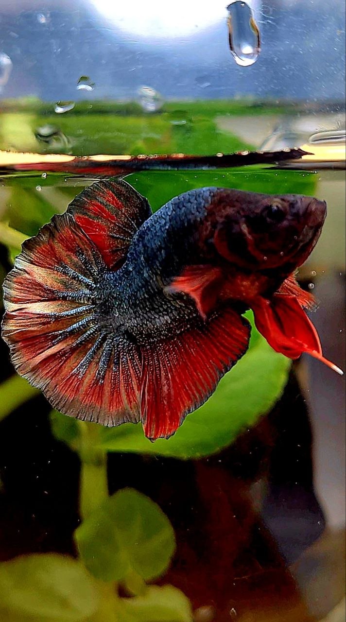 BONSAI PLAKAT COPPER RED FANCY ARMY BETTA FISH