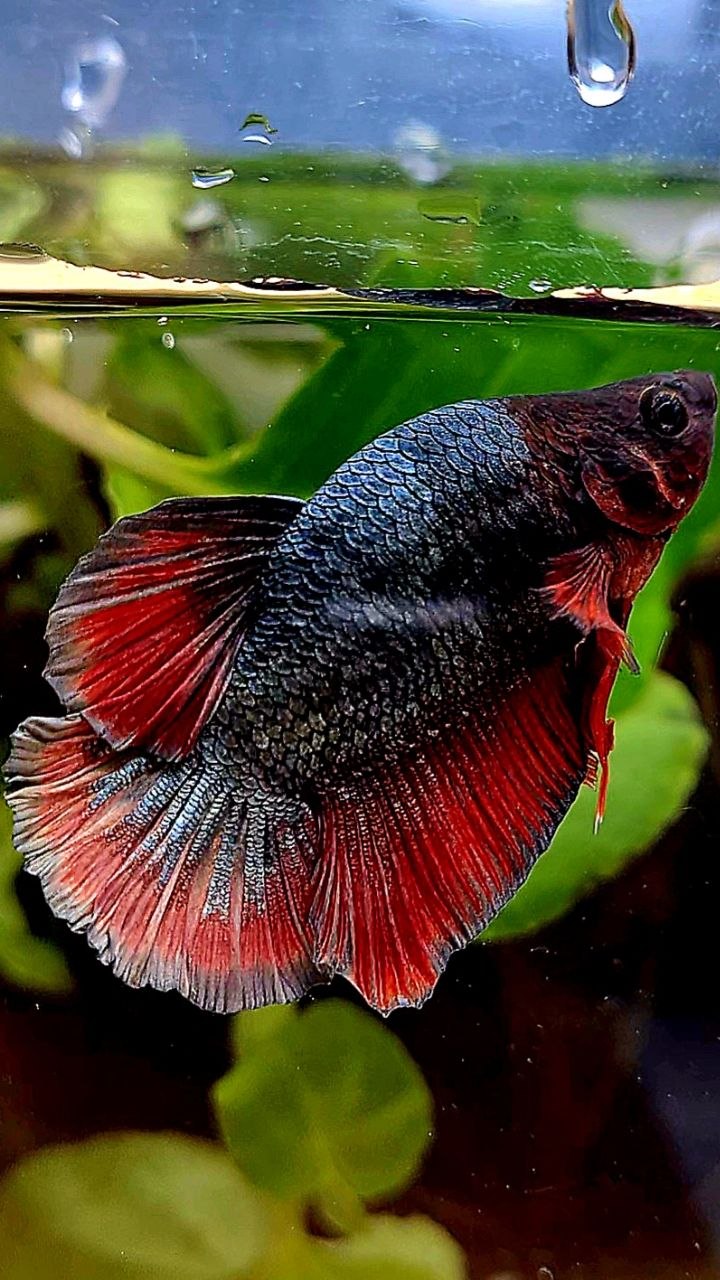 BONSAI PLAKAT COPPER RED FANCY ARMY BETTA FISH