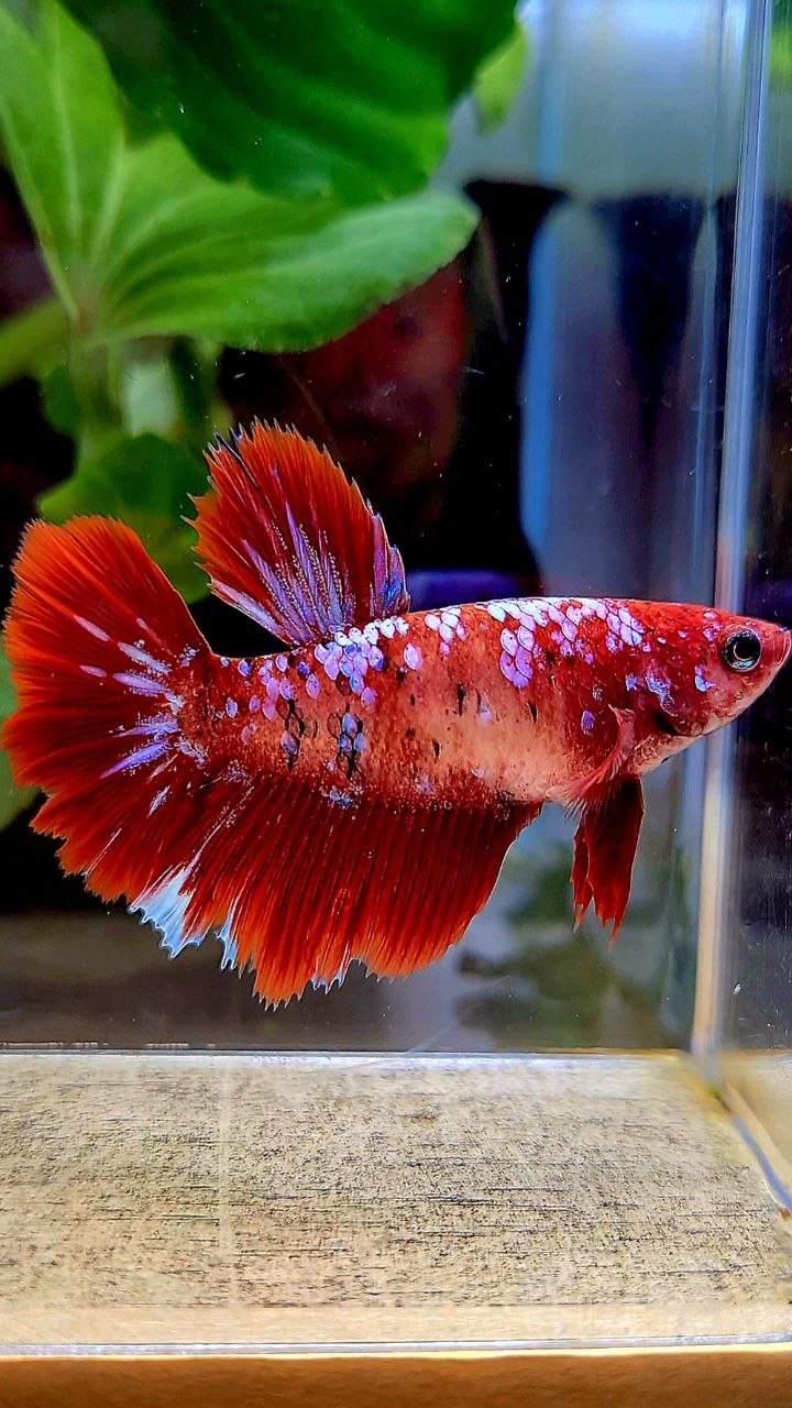 FEMALE HALFMOON RED GALAXY MULTICOLOR BETTA FISH