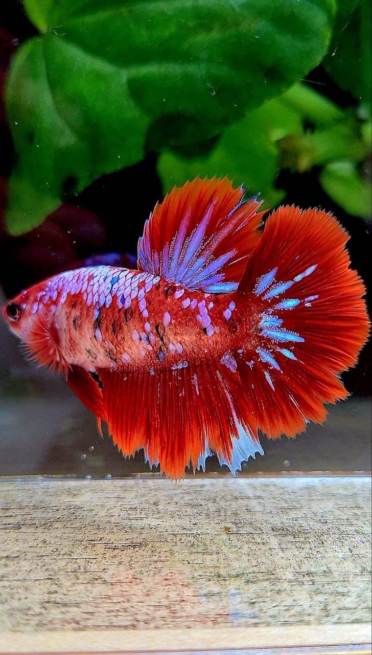 FEMALE HALFMOON RED GALAXY MULTICOLOR BETTA FISH