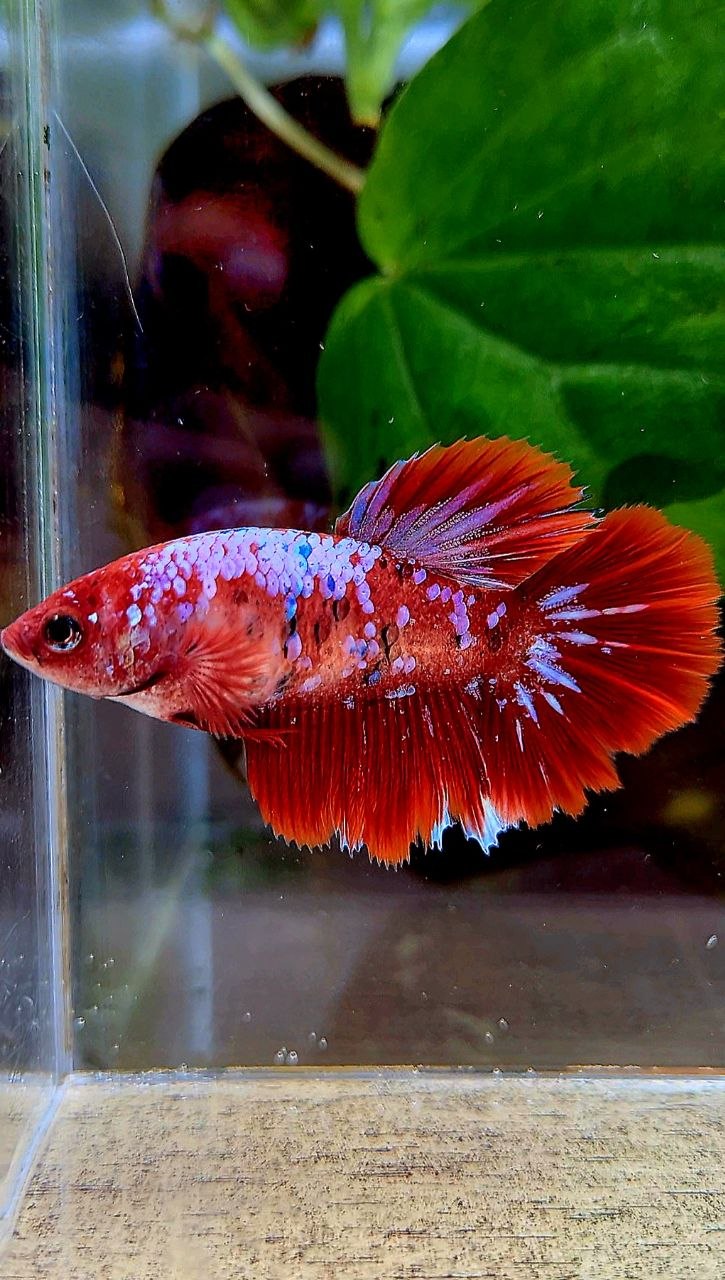 FEMALE HALFMOON RED GALAXY MULTICOLOR BETTA FISH