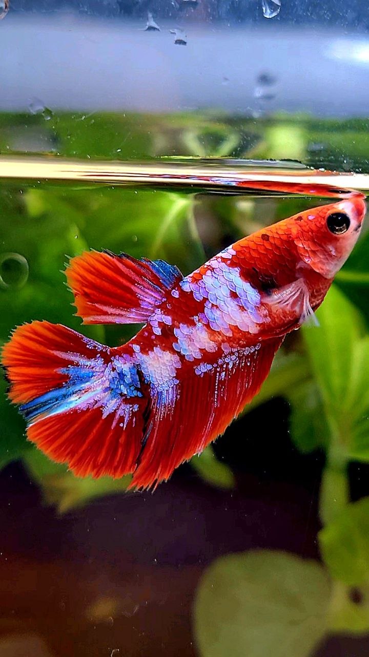 FEMALE HALFMOON RED WHITE GALAXY MULTICOLOR BETTA FISH