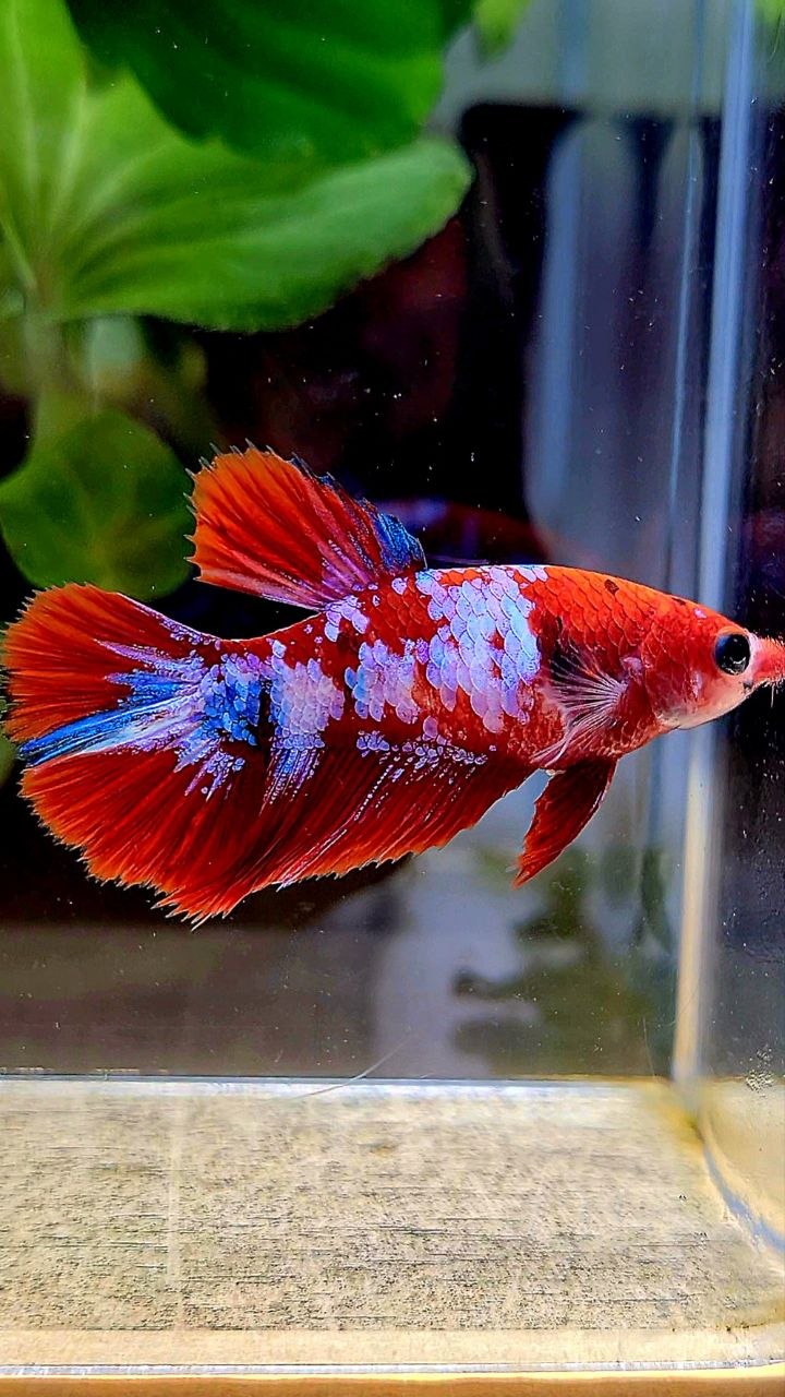 FEMALE HALFMOON RED WHITE GALAXY MULTICOLOR BETTA FISH