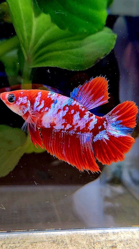 FEMALE HALFMOON RED WHITE GALAXY MULTICOLOR BETTA FISH