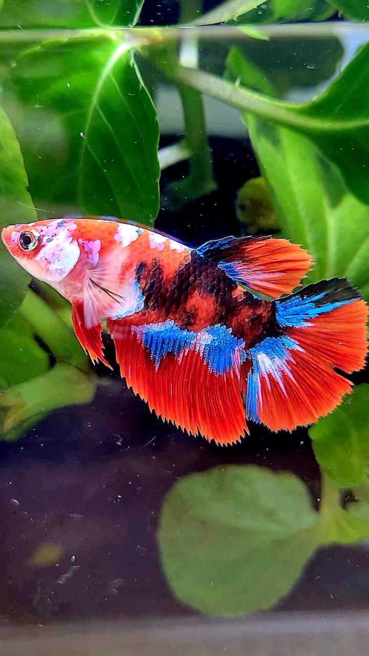 FEMALE HALFMOON RED GALAXY MULTICOLOR BETTA FISH