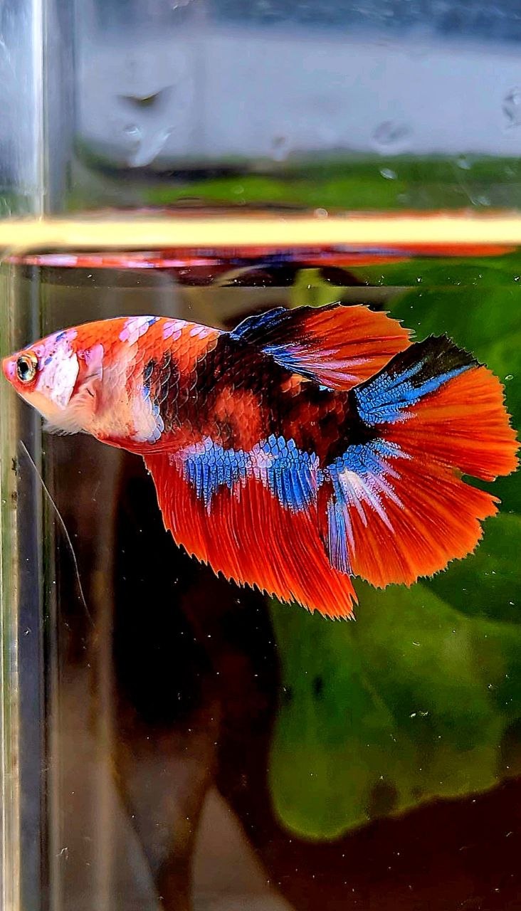 FEMALE HALFMOON RED GALAXY MULTICOLOR BETTA FISH