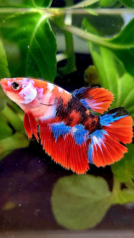 FEMALE HALFMOON RED GALAXY MULTICOLOR BETTA FISH