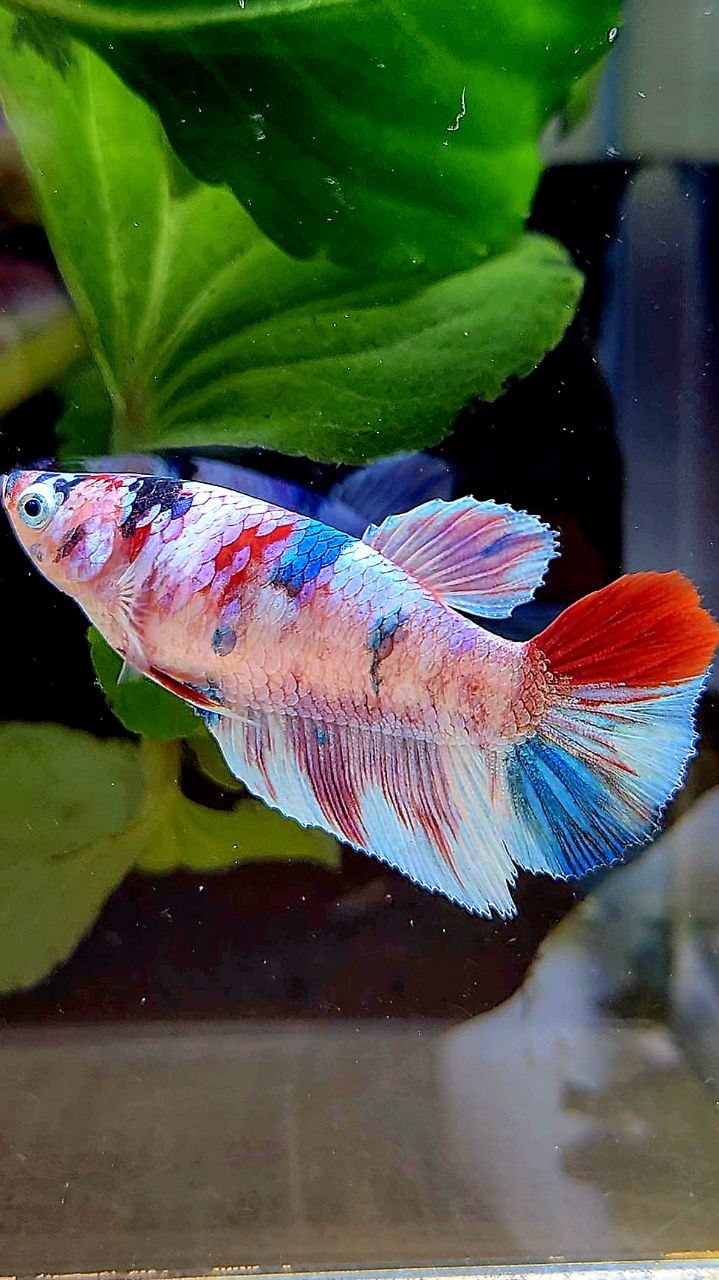 FEMALE HALFMOON WHITE CANDY MULTICOLOR BETTA FISH