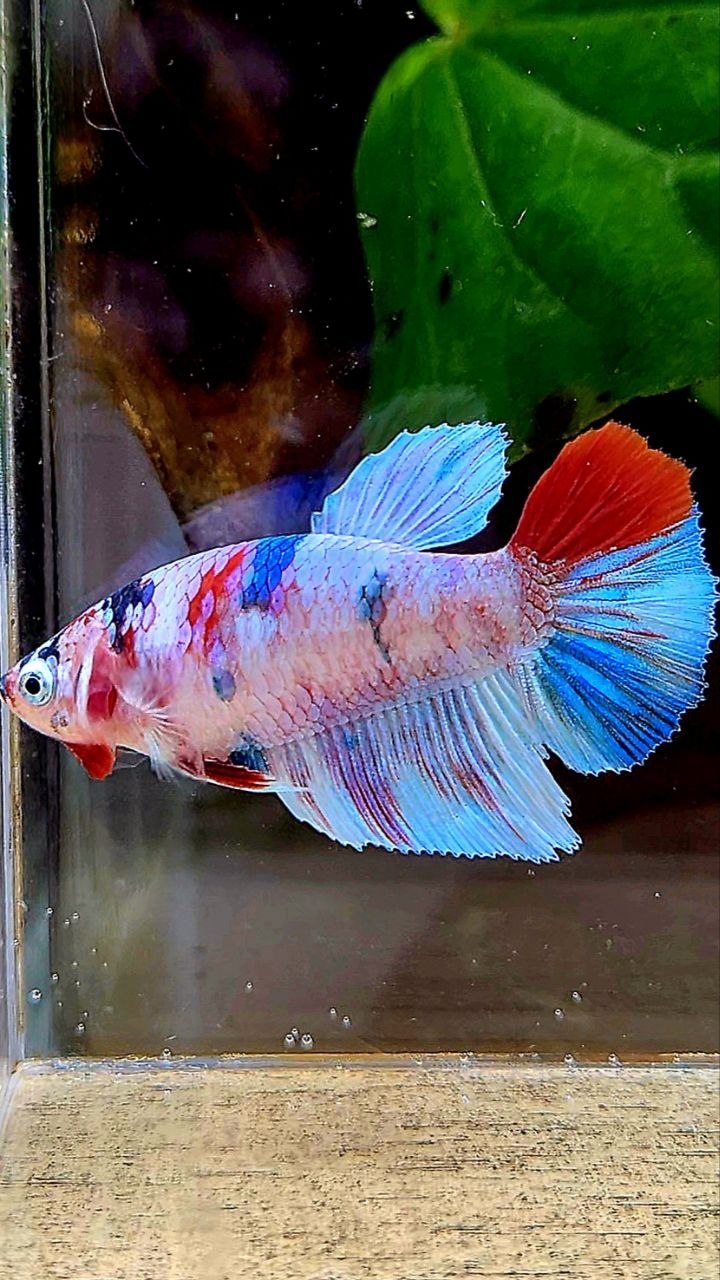 FEMALE HALFMOON WHITE CANDY MULTICOLOR BETTA FISH