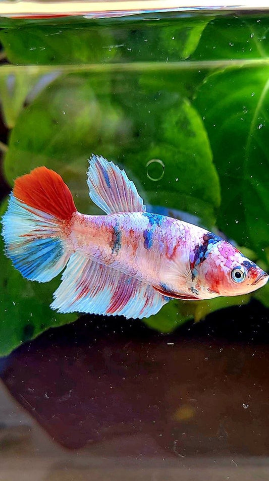 FEMALE HALFMOON WHITE CANDY MULTICOLOR BETTA FISH