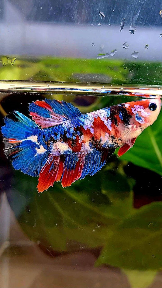 FEMALE HALFMOON GALAXY MULTICOLOR BETTA FISH