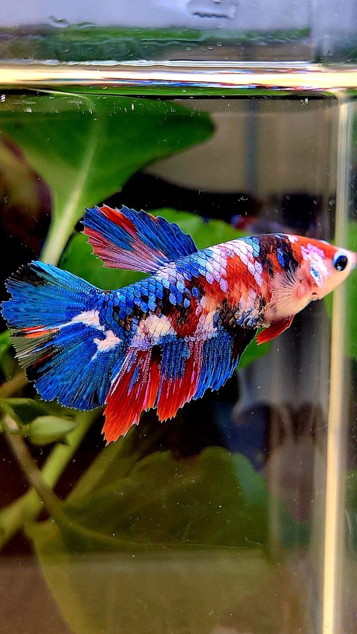 FEMALE HALFMOON GALAXY MULTICOLOR BETTA FISH