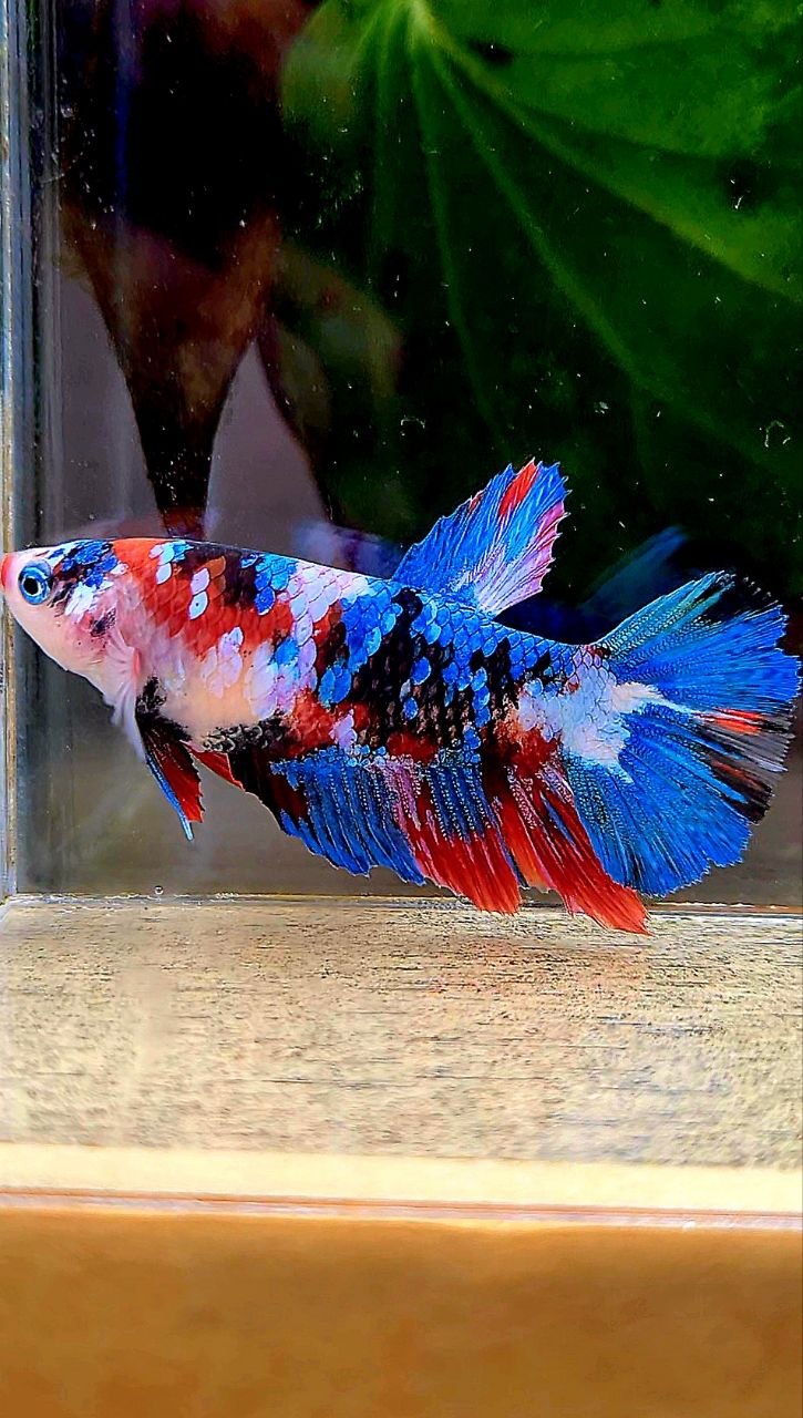 FEMALE HALFMOON GALAXY MULTICOLOR BETTA FISH