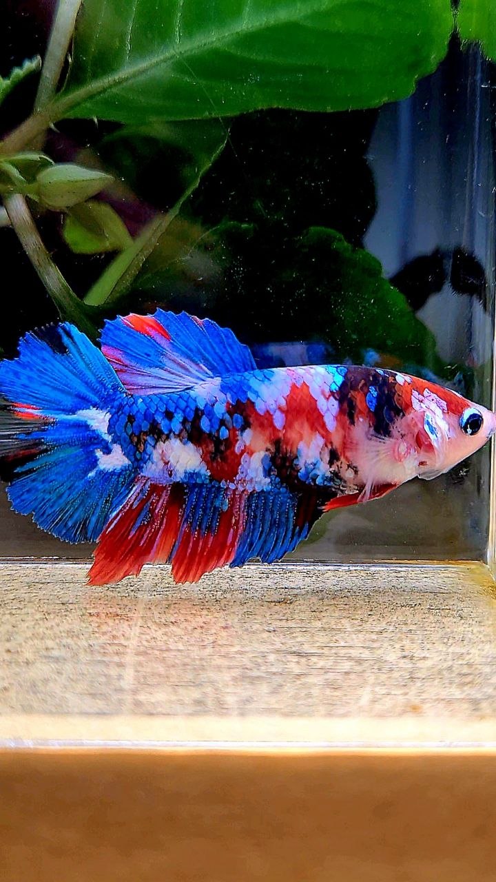 FEMALE HALFMOON GALAXY MULTICOLOR BETTA FISH
