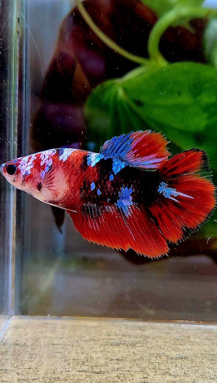 FEMALE HALFMOON BLACK GALAXY RED MULTICOLOR BETTA FISH