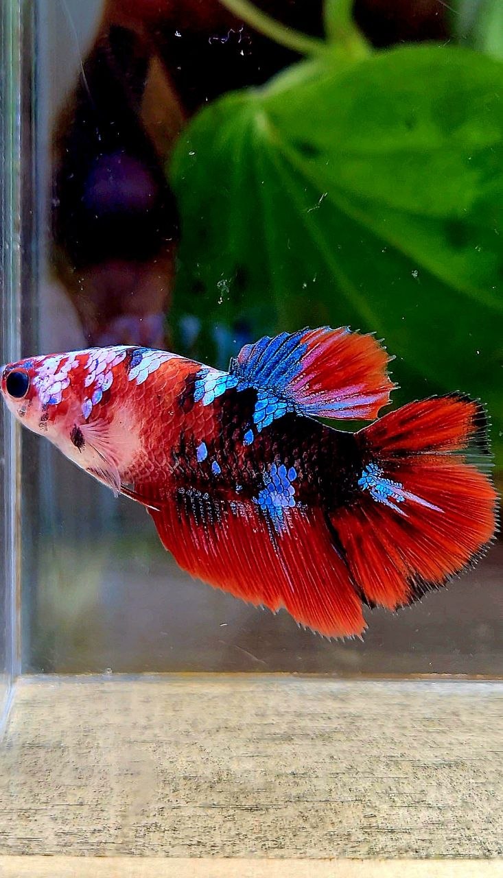FEMALE HALFMOON BLACK GALAXY RED MULTICOLOR BETTA FISH